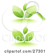 Poster, Art Print Of Magnifying Glass Inspecting The Leaves Of A Green Sprouting Plant Also Includes Just The Plant On A White Background