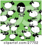 Clipart Illustration Of A Crowd Of Regular White Sheep Staring In Awe At A Different Black Sheep In A Green Pasture