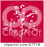 White Branch With Blossom Flowers Over A Red Background With A Pink Swirl