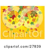 Bursting Yellow Background With Yellow Brown Orange Green And Red Falling Maple Leaves In Autumn
