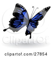 Poster, Art Print Of Beautiful Dark Blue Butterfly With Black Markings And White Spots Along The Edges Of Its Wings