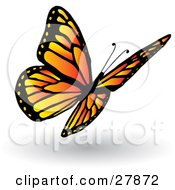 Pretty Orange And Yellow Butterfly With Black Markings And Spots