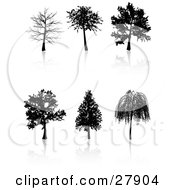 Set Of Six Black Silhouetted Trees Including A Weeping Willow