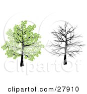Tree With Green Spring Leaves And With Bare Branches Over A White Background