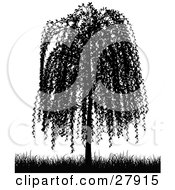 Black Silhouetted Weeping Willow Tree And Grasses Over White