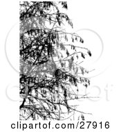 Poster, Art Print Of Bare Tree Branches Silhouetted In Black Over White
