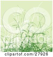 Poster, Art Print Of Background Of Pale Green White And Green Grasses