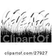 Clipart Illustration Of Silhouetted Wheat Grasses Waving In A Crop Over A White Background