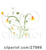 Poster, Art Print Of Orange Bell Flowers On A Green Plant Over A White Background