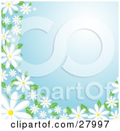 Poster, Art Print Of White Daisy Flowers With Green Leaves Bordering The Left And Bottom Edges Of A Blue Background