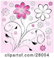 Poster, Art Print Of Pink And White Daisy Flowers On Black Stems Over A Pink Background
