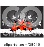 Cluster Of Red And Orange Lily Flowers With Black Leaves On Top Of A Grunge White Text Bar With A Gray Background And White And Gray Leaves