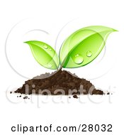 Clipart Illustration Of A Sprouting Seedling Plant Emerging From A Pile Of Dirt With Dew On Its Leaves
