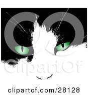 Black And White Cats Face With Bright Green Eyes