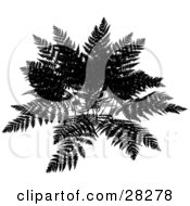 Black Silhouetted Fern Over A White Background