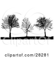Three Black Silhouetted Bare Leafless Trees In Winter