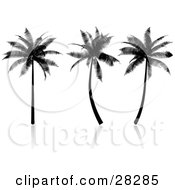 Poster, Art Print Of Three Tropical Palm Trees Silhouetted In Black On A Reflective White Surface