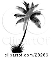 Clipart Illustration Of A Black Silhouetted Palm Tree With A Tuft Of Grass by KJ Pargeter #COLLC28286-0055