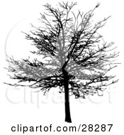 Black Silhouetted Bare And Leafless Maple Tree In Winter