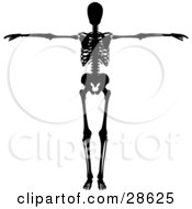 Black Silhouetted Skeleton Holding Its Arms Out To The Side