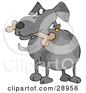 Clipart Illustration Of A Paranoid Gray Dog Looking To The Side While Carrying A Bone In His Mouth