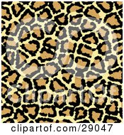 Poster, Art Print Of Background Of Black Brown And Tan Leopard Print Patterns
