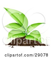 Poster, Art Print Of Organic Seedling Plant With Dew On Its Green Leaves Growing From A Pile Of Dirt