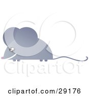 Grinning Gray Mouse With A Long Skinny Tail