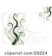 Poster, Art Print Of White Background With Dark And Light Green Curly Vines