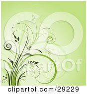 Green Background With Curly Green Grasses