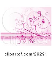 Poster, Art Print Of Pink And White Flourish Background With Horizontal Stripes Along The Bottom