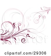 Poster, Art Print Of Dark Red And Pink Flourishes Over A White Background