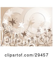 Poster, Art Print Of Blooming Brown And White Star Shaped Flowers Over A Brown Background