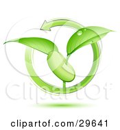 Poster, Art Print Of Green Arrow Circling Around A Green Plant With Dew On The Leaves Sprouting From A Bean Or Seed