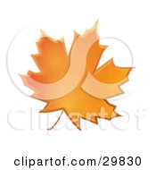 Poster, Art Print Of Orange Autumn Maple Leaf