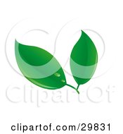 Clipart Illustration Of A Pair Of Spring Green Leaves With Dew Drops
