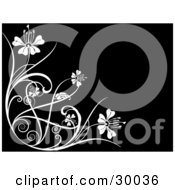 Poster, Art Print Of White Flourish Of Vines And Flowers Over A Black Background