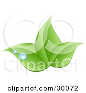 Poster, Art Print Of Stock Logo Of Three Green Leaves And Blue Drops Of Dew Above A Space For A Company Name And Information