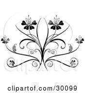 Two Flowers On Top Of An Elegant Black Flourish On A White Background
