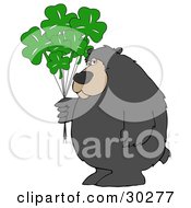 Poster, Art Print Of Big Bear Standing And Holding A Bunch Of Green Clover St Patricks Day Balloons