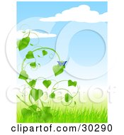 Poster, Art Print Of Blue Butterfly Perched On A Lush Green Vine On A Sunny Spring Day