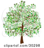Poster, Art Print Of Grown Tree With Green Leaves And Foliage