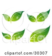 Poster, Art Print Of Set Of Four Different Sprouting Green Leaves With Drops Of Dew License The Vector For Optimal Results