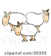 Clipart Illustration Of Three White Sheep With Thick Fleece Standing In A Flock