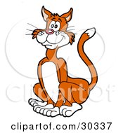 Clipart Illustration Of A Happy Orange Cat With White Paws Cheeks And Belly Sitting by LaffToon