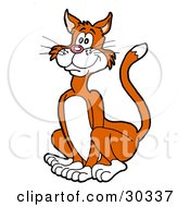 Poster, Art Print Of Happy Orange Cat With White Paws Cheeks And Belly Sitting