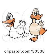 Clipart Illustration Of A Goofy Duck Waddling On The Shore Near A Swimming White Duck