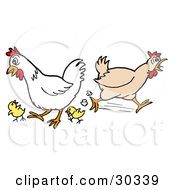 Rooster And Chicken Running Around With Two Little Chicks