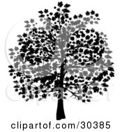 Poster, Art Print Of Silhouetted Tree In Black With Leaves Covering The Branches