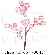 Clipart Illustration Of A Flowering Dogwood Tree Branch Covered In Beautiful Pink Flowers